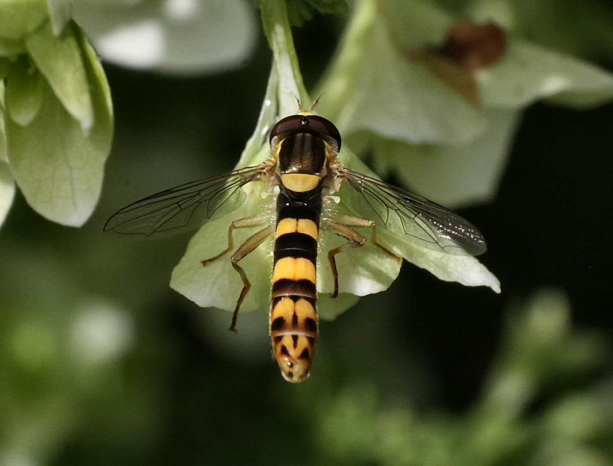 Sphaerophoria scripta ?